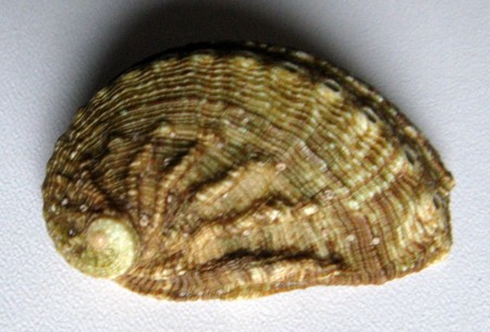 Haliotis tuberculata Linneaus, 1758